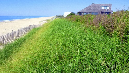 first coastal dune maintenance and vegetation featured image