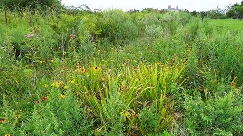 first coastal wetland restoration featured image